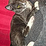 Winston is registered to the contest to win money with this photo: cat, gray_cat, white_paws, yellow_eyes, pet, indoor, feline, relaxed, soft_bed, curtain, red_background, whiskers, ears, fur, animal, cozy, resting, cute, domestic_cat, close_up