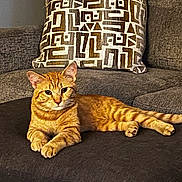 Wishbones joined the competition — help win amazing prizes! cat, orange_tabby, feline, pet, couch, pillow, living_room, indoor, furniture, resting, relaxed, animal, domestic_cat, striped, cute, mammal, cozy, home, comfort, portrait