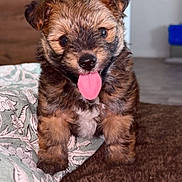 Balou participe au concours pour gagner de l'argent avec cette photo : adorable, animal, black_fur, brown_fur, close_up, cute, dog, fluffy, fur, happy, indoor, looking_at_camera, pet, playful, puppy, sitting, small_dog, soft_surface, tongue_out, young