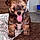 Balou