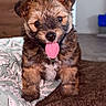 adorable, animal, black_fur, brown_fur, close_up, cute, dog, fluffy, fur, happy, indoor, looking_at_camera, pet, playful, puppy, sitting, small_dog, soft_surface, tongue_out, young