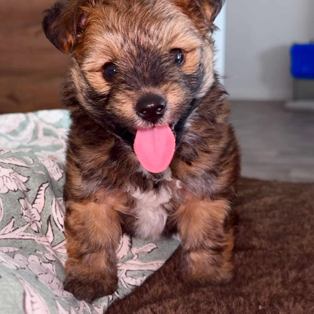 Balou