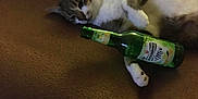 Pepsi participe au concours pour gagner de l'argent avec cette photo : cat, bottle, couch, brown, white, gray, pet, animal, indoor, relaxed, lying_down, fur, domestic_animal, sleepy, bottle_label, green_bottle, paw, head, whiskers, resting