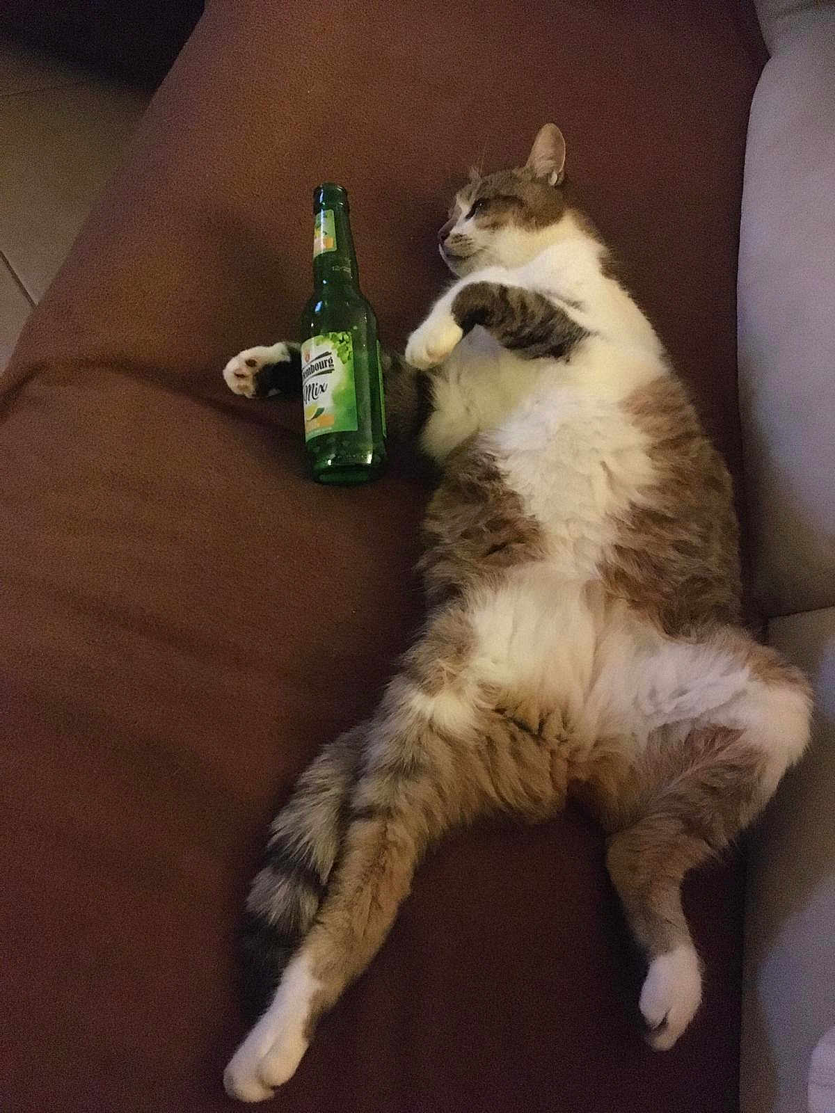 Pepsi a rejoint le concours — aidez-le/la à gagner de superbes lots ! cat, feline, couch, brown, relaxed, fluffy, paw, bottle, glass, indoor, pet, animal, tabby, white_fur, sprawled, resting, domestic, fur, cute, lazy