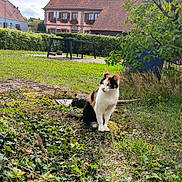 Noisette a rejoint le concours — aidez-le/la à gagner de superbes lots ! cat, calico, grass, ivy, moss, outdoor, nature, village, house, table, bush, tree, sky, cloud, daylight, pet, animal, greenery, plant, resting