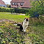 cat, calico, grass, ivy, moss, outdoor, nature, village, house, table, bush, tree, sky, cloud, daylight, pet, animal, greenery, plant, resting