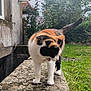 cat, calico, animal, outdoor, garden, greenery, stone, moss, building, curious, pet, feline, nature, grass, wall, whiskers, ears, tail, walking, daylight