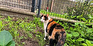 Noisette participe au concours pour gagner de l'argent avec cette photo : alert, animal, calico, cat, curious, daylight, fence, flora, garden, greenery, leaf, mammal, nature, outdoor, pet, plants, soil, standing, tail, whiskers