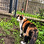 Noisette participe au concours pour gagner de l'argent avec cette photo : cat, calico, garden, plants, greenery, outdoor, fence, curious, animal, pet, nature, soil, leaf, flora, whiskers, tail, standing, alert, daylight, mammal