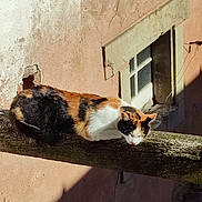 Noisette a rejoint le concours — aidez-le/la à gagner de superbes lots ! animal, calico, calm, cat, daylight, ears, fur, nature, outdoor, perched, quiet, relaxed, resting, shadow, sunlight, texture, wall, whiskers, window, wooden_beam