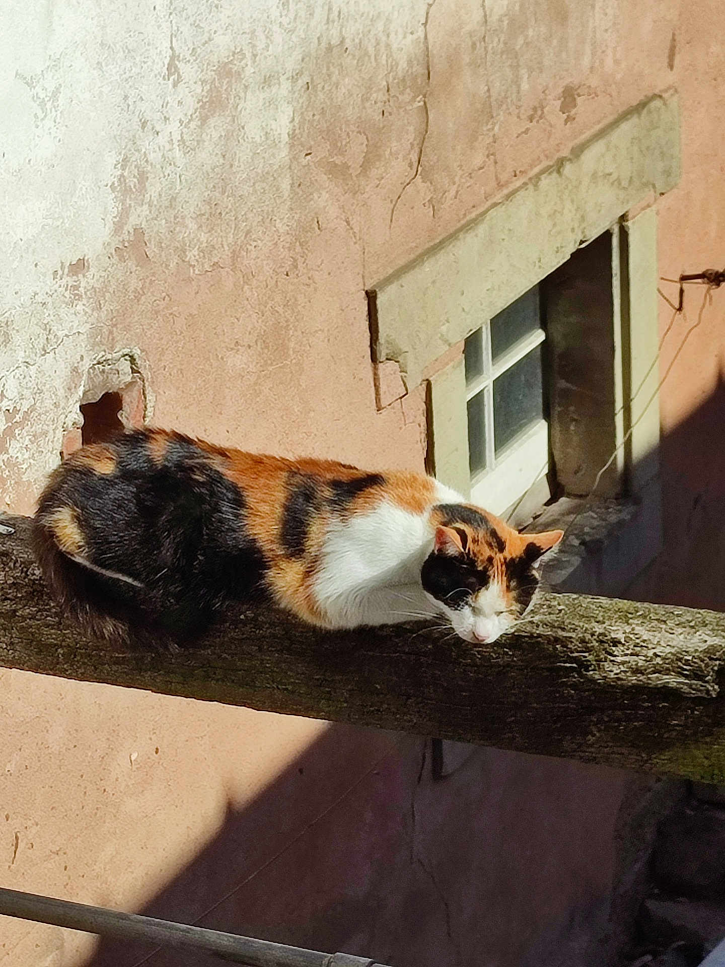 Noisette