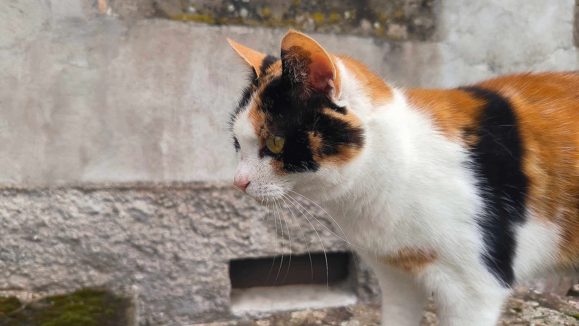 Noisette a rejoint le concours — aidez-le/la à gagner de superbes lots ! calico_cat, cat, animal, feline, whiskers, fur, close_up, side_profile, orange, black, white, outdoor, stone_wall, texture, curious, pet, mammal, nature, portrait, daylight