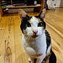 Noisette participe au concours pour gagner de l'argent avec cette photo : animal, attention, background, calico, cat, closeup, curious, domestic, ears, feline, floor, fur, green_eyes, household, indoor, pet, shelf, sitting, whiskers, wooden_floor