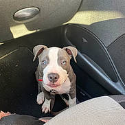Rio a rejoint le concours — aidez-le/la à gagner de superbes lots ! accessories, animal, baby, belt, bulldog, canine, car, car_interior, cushion, dog, homedecor, hound, machine, person, pet, pitbull, puppy, spoke, transportation, vehicle