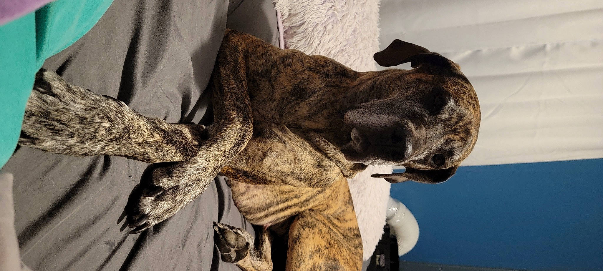 Bella is registered to the contest to win money with this photo: art, canidae, carnivore, collar, companion_dog, dog, dog_breed, dog_collar, fawn, felidae, fur, gesture, grey, liver, military_camouflage, snout, sporting_group, tail, wood, working_animal