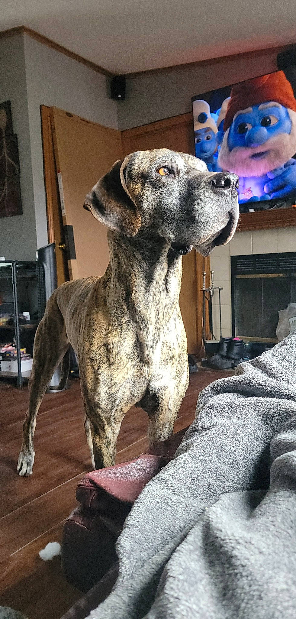 Bella joined the competition — help win amazing prizes! ancient_dog_breeds, canidae, carnivore, collar, companion_dog, dog, dog_breed, fawn, flooring, fur, great_dane, grey, guard_dog, non_sporting_group, picture_frame, snout, sporting_group, terrestrial_animal, working_animal, working_dog