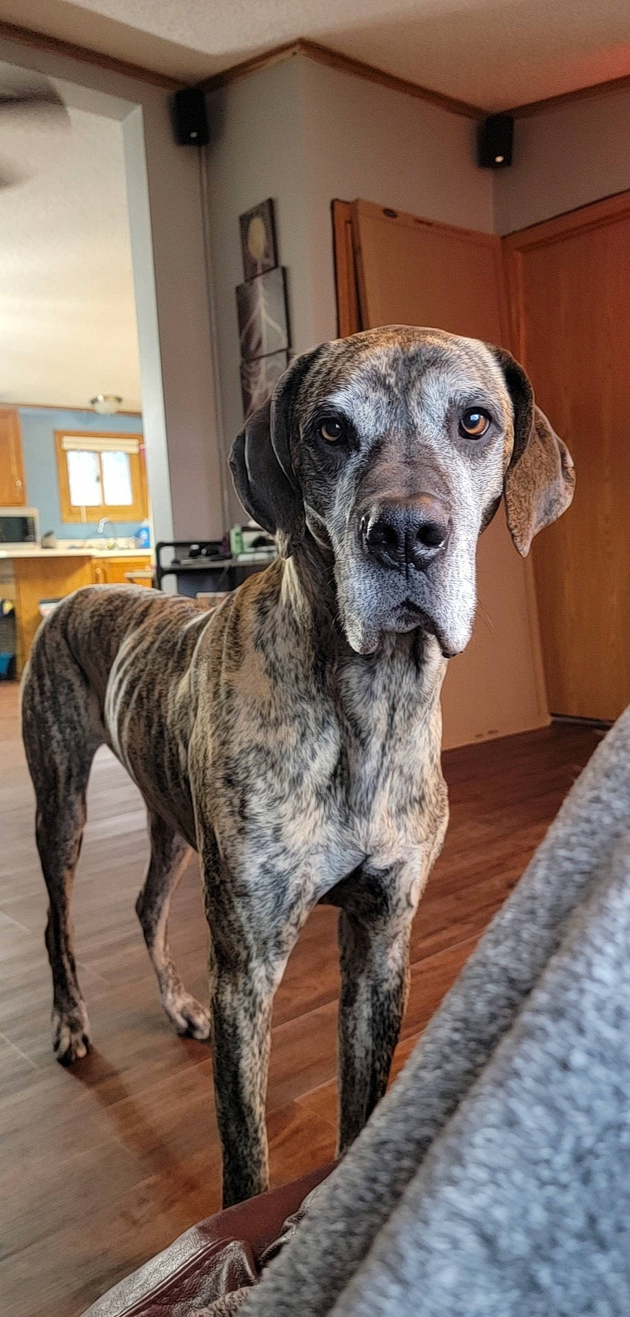 Bella is registered to the contest to win money with this photo: ancient_dog_breeds, cabinetry, canidae, carnivore, companion_dog, dog, dog_breed, fawn, great_dane, guard_dog, hunting_dog, non_sporting_group, shelf, snout, sporting_group, terrestrial_animal, working_animal, working_dog