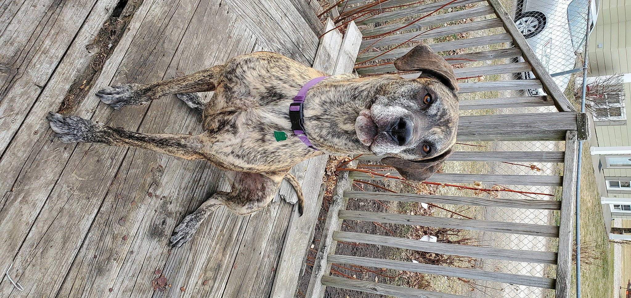 Bella is registered to the contest to win money with this photo: art, chair, fur, metal, natural_material, snout, sporting_group, terrestrial_animal, twig, wood, working_animal