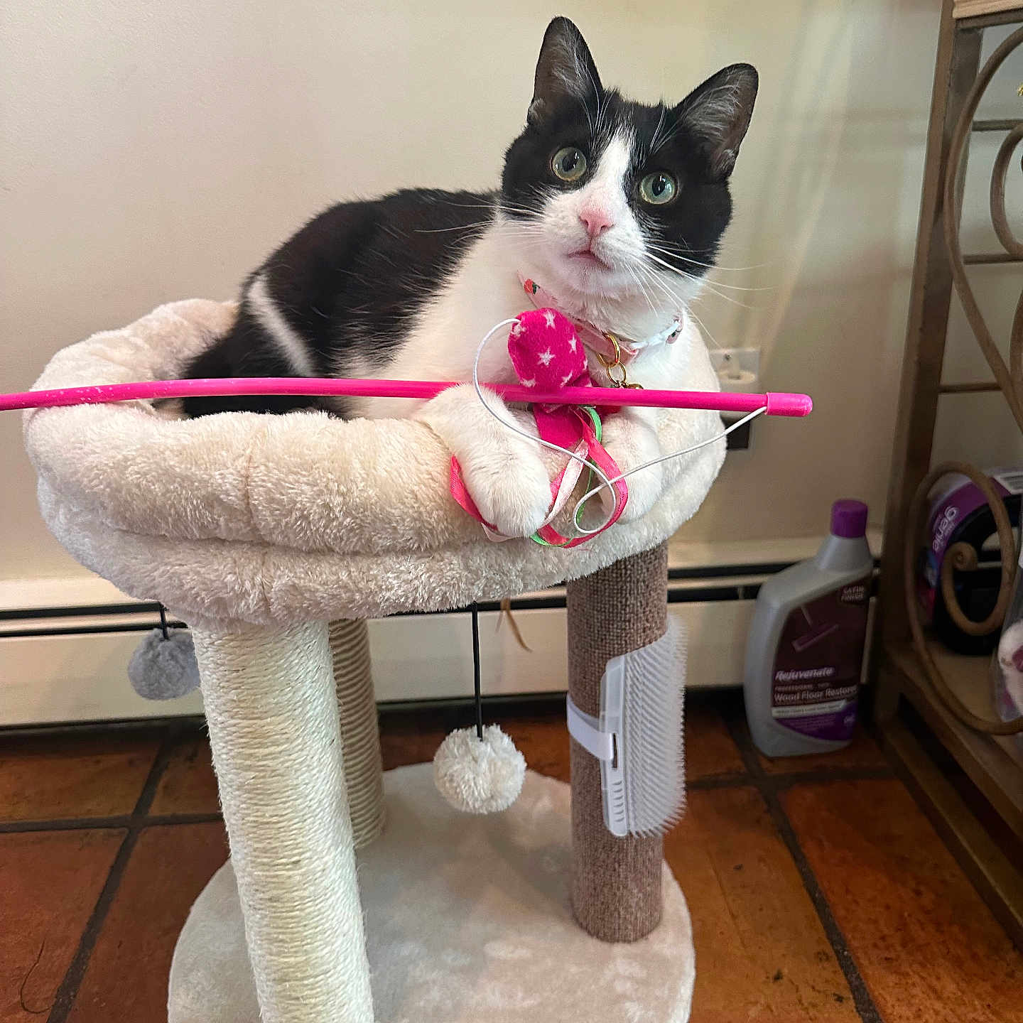 Kirry is registered to the contest to win money with this photo: abyssinian, accessories, animal, canine, cat, chair, furniture, hardwood, indoors, kitten, leash, manx, pet, plush, purple, siamese, strap, table, toy, wood