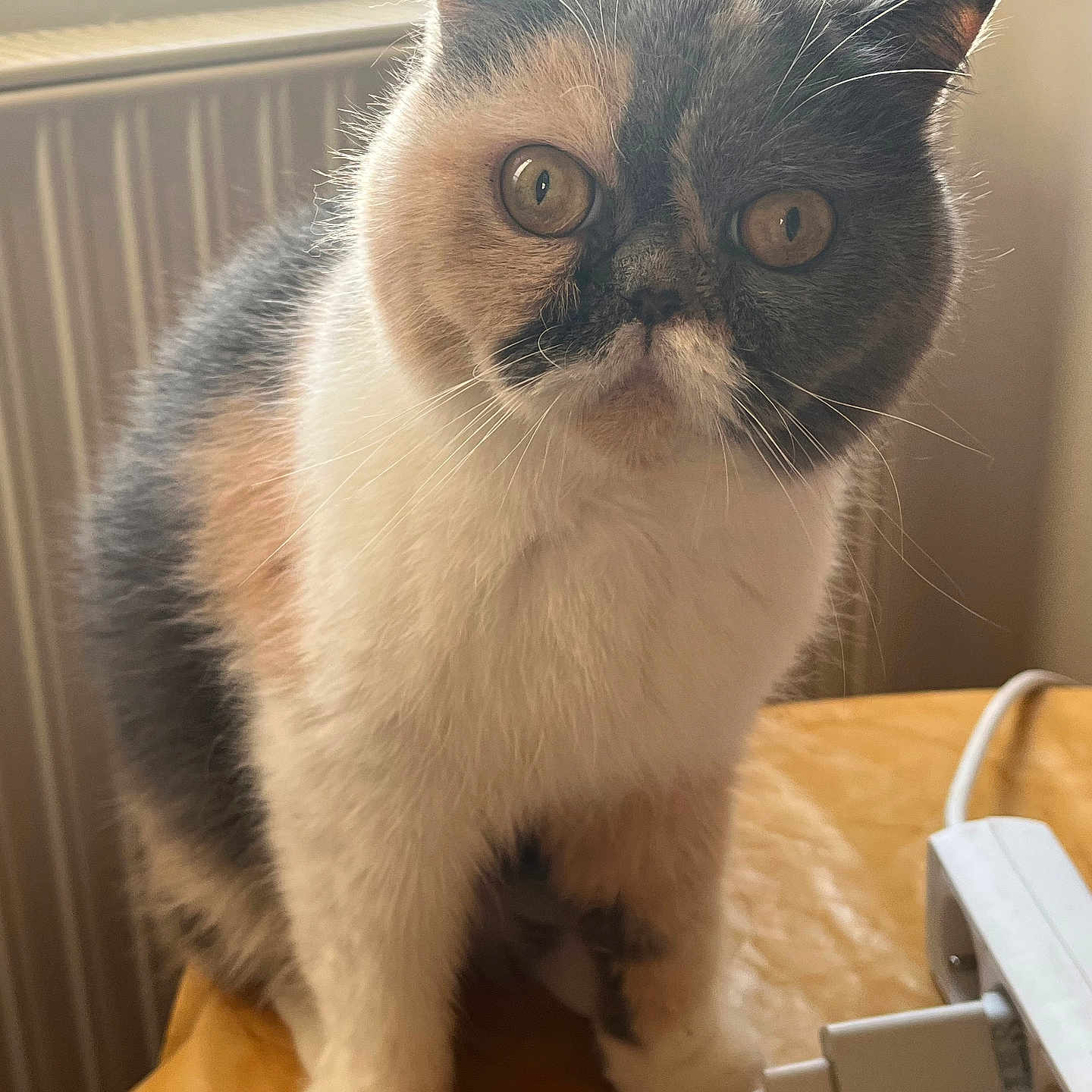 Louna a rejoint le concours — aidez-le/la à gagner de superbes lots ! animal, calico, cat, closeup, cord, curious, domestic, ears, electronic_device, eyes, face, feline, fur, household, indoor, paws, pet, table, whiskers, window