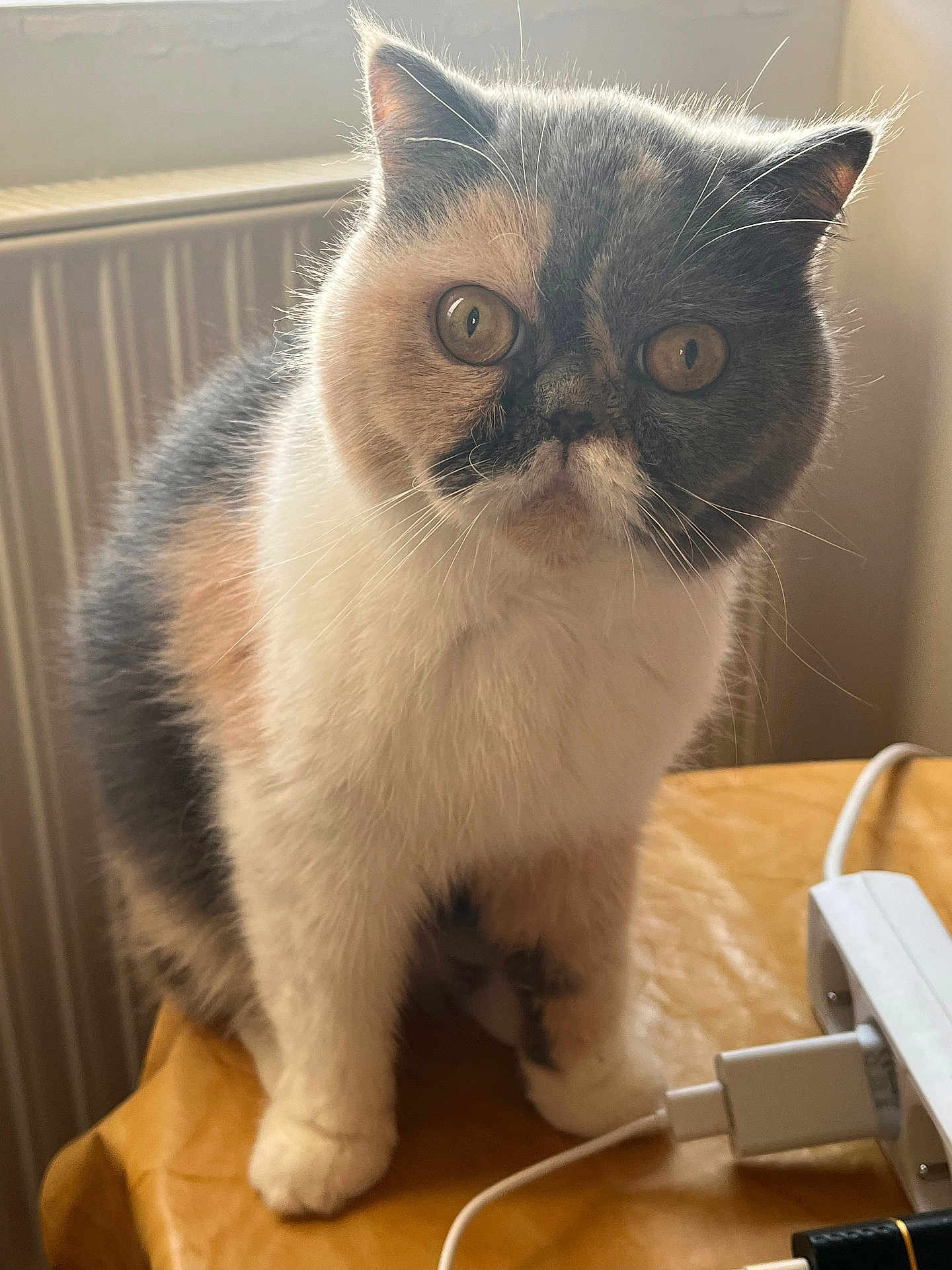 Louna a rejoint le concours — aidez-le/la à gagner de superbes lots ! cat, calico, pet, animal, whiskers, fur, table, indoor, curious, ears, eyes, face, paws, domestic, feline, closeup, household, window, cord, electronic_device