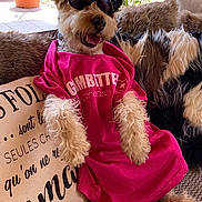 Jimmy a rejoint le concours — aidez-le/la à gagner de superbes lots ! dog, sunglasses, pink_shirt, couch, cushion, fur, pet, relaxed, indoor, sunlight, plant, home, cozy, fashion, animal, mammal, cute, fluffy, resting, casual