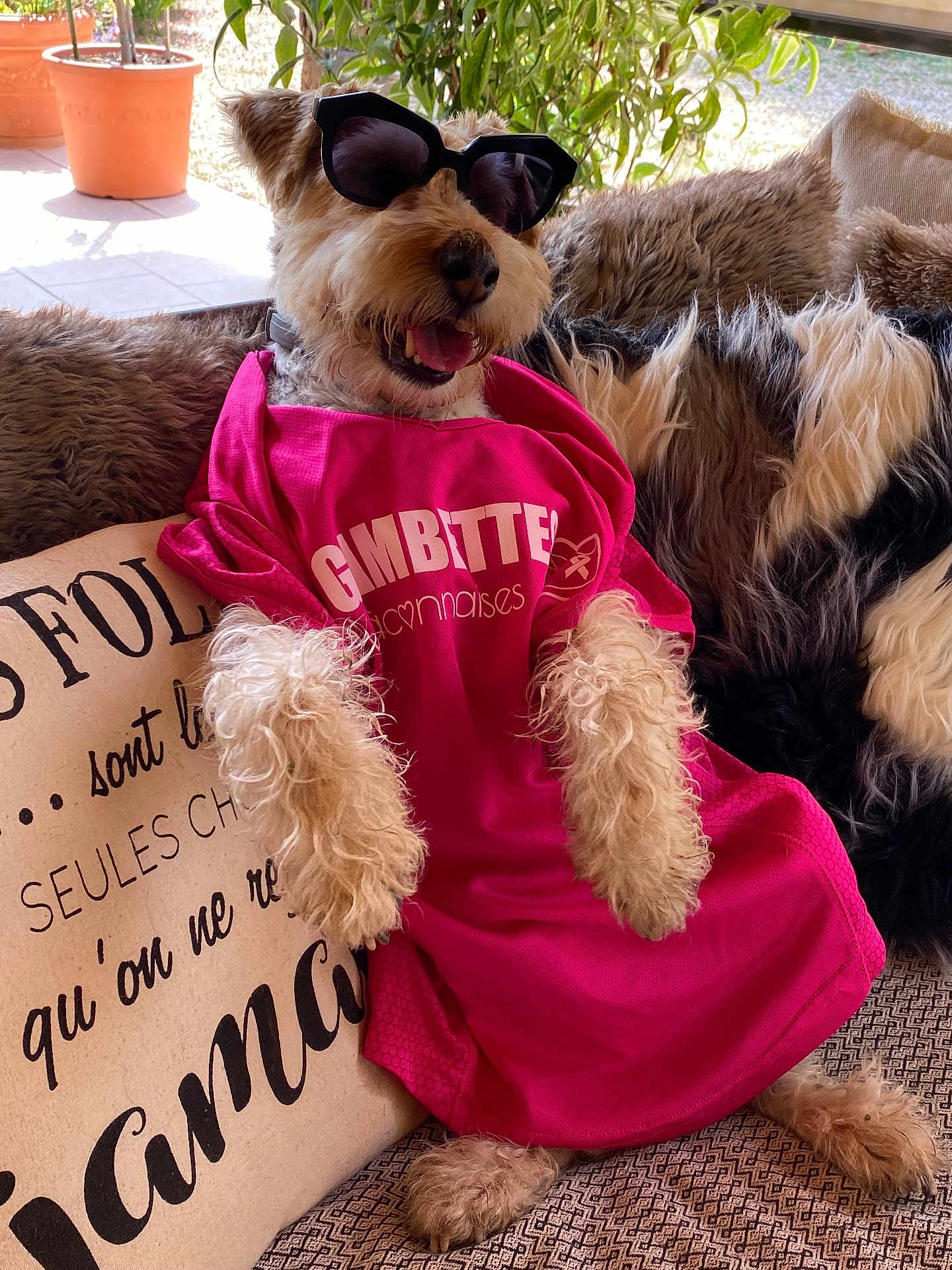 Jimmy a rejoint le concours — aidez-le/la à gagner de superbes lots ! dog, sunglasses, pink_shirt, couch, cushion, fur, pet, relaxed, indoor, sunlight, plant, home, cozy, fashion, animal, mammal, cute, fluffy, resting, casual