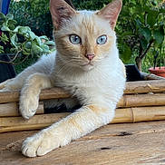 Roxy a rejoint le concours — aidez-le/la à gagner de superbes lots ! abyssinian, animal, cat, cookware, flower, hardwood, jar, kitten, leaf, manx, pet, plant, planter, plywood, pot, pottedplant, pottery, siamese, vase, wood