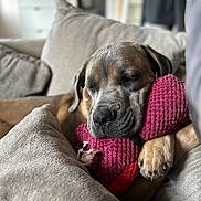 Ava participe au concours pour gagner de l'argent avec cette photo : dog, puppy, sleeping, toy, pink, cushion, sofa, indoor, cozy, relaxed, pet, fur, paw, snuggle, home, comfort, closeup, cute, resting, brown
