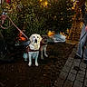 Ava a rejoint le concours — aidez-le/la à gagner de superbes lots ! dog, dogs, christmas_tree, christmas_lights, ornaments, night, street, wet_street, cobblestone, festive, holiday, leash, harness, people, outdoor, decorations, tree, dark, pavement, seasonal