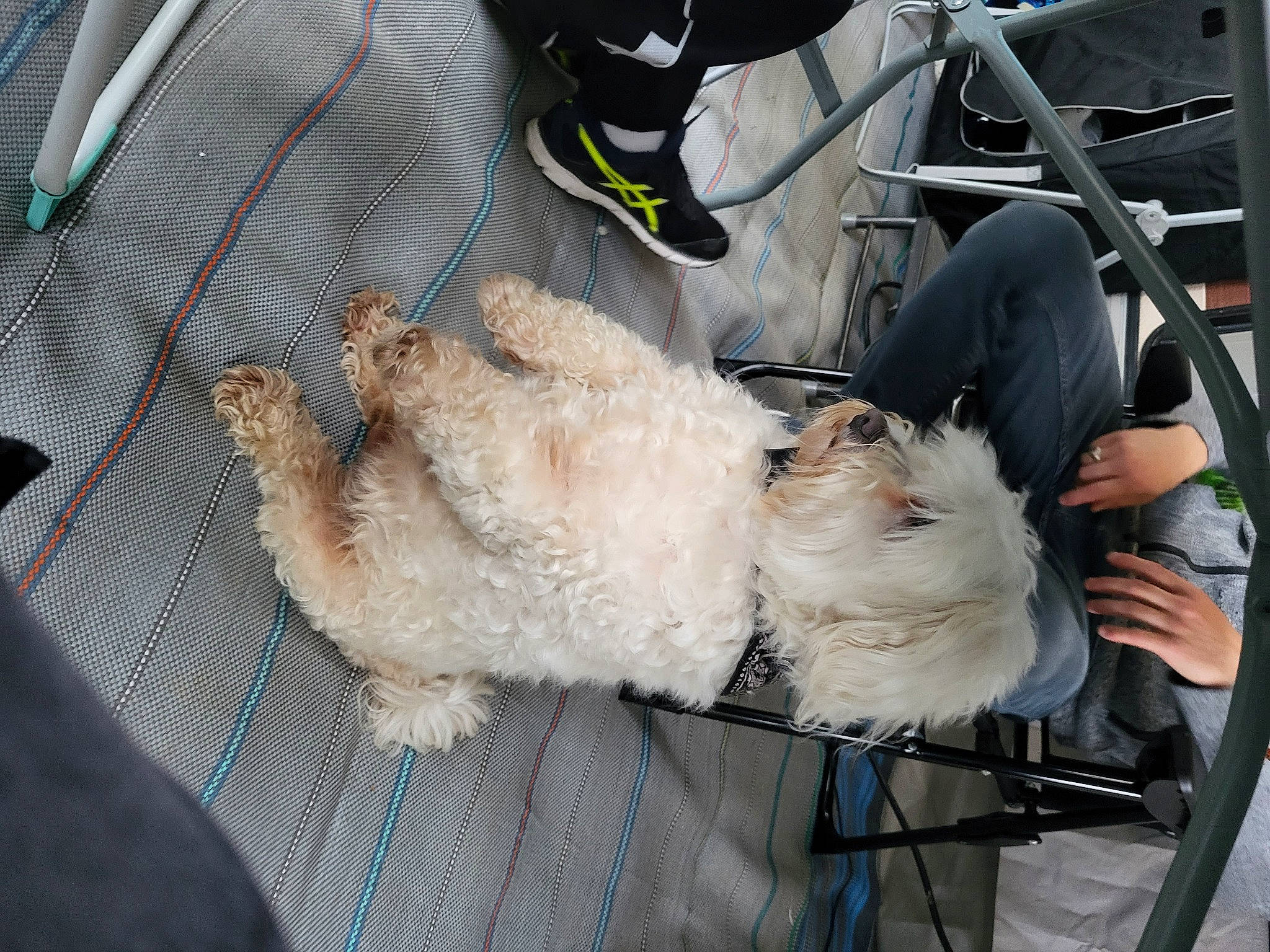 Iako participe au concours pour gagner de l'argent avec cette photo : canidae, carnivore, collar, companion_dog, dog, dog_breed, dog_collar, fur, leash, non_sporting_group, paw, personal_protective_equipment, service, snout, sporting_group, terrier, vehicle