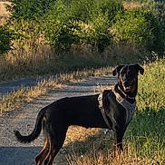 Maya participe au concours pour gagner de l'argent avec cette photo : dog, black_dog, outdoor, path, grass, bushes, sunlight, harness, rural, nature, animal, pet, happy, standing, scenic, summer, field, greenery, canine, daylight