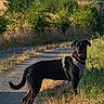dog, black_dog, outdoor, path, grass, bushes, sunlight, harness, rural, nature, animal, pet, happy, standing, scenic, summer, field, greenery, canine, daylight
