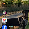 Maya participe au concours pour gagner de l'argent avec cette photo : dog, black_dog, harness, path, grass, greenery, outdoor, sunlight, nature, pet, canine, standing, smiling, daytime, field, background, mobile_screen, app_icons, widget, technology