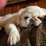 Piper is registered to the contest to win money with this photo: animal, closeup, companion, cozy, cute, dog, face, fluffy, fur, indoor, nosed, paw, pet, relaxed, resting, sleepy, snout, texture, white, wood_paneling