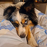 Véga a rejoint le concours — aidez-le/la à gagner de superbes lots ! dog, bed, blue_eye, brown_eye, heterochromia, close_up, resting, fur, canine, pet, indoors, cute, animal, face, ears, snout, paw, blanket, comfort, expression