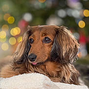 Maggie joined the competition — help win amazing prizes! animal, blanket, bokeh, brown_fur, close_up, cozy, cute, decorations, dog, ears, face, fur, indoor, long_hair, pet, portrait, relaxed, resting, soft_lighting, warm_colors