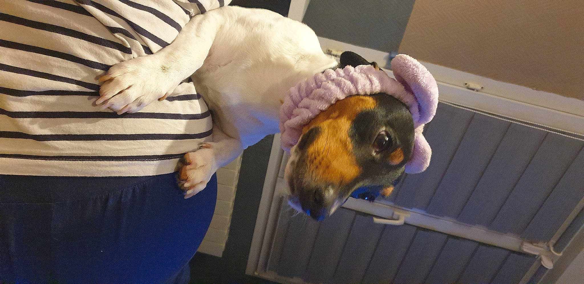 Loki participe au concours pour gagner de l'argent avec cette photo : canidae, companion_dog, dog_breed, fawn, feather, felidae, fur, gesture, room, sleeve, small_to_medium_sized_cats, sporting_group, tail, terrestrial_animal, whiskers, wing, wrist