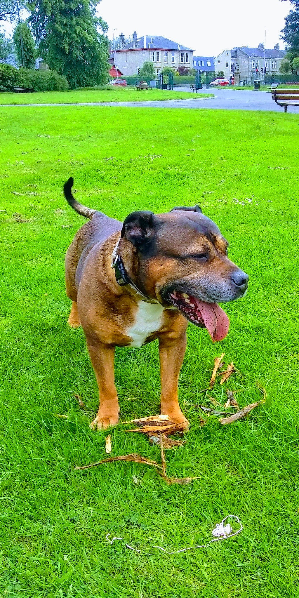 Dre is registered to the contest to win money with this photo: art, canidae, carnivore, collar, companion_dog, dog, dog_breed, fawn, grass, grass_family, grassland, green, groundcover, lawn, plant, snout, sporting_group, tree, working_animal, working_dog