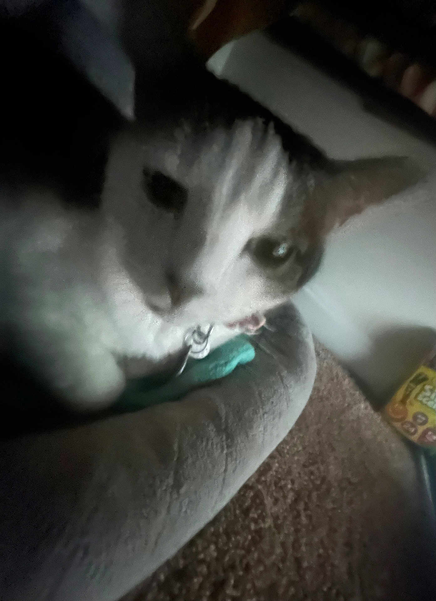 Prada is registered to the contest to win money with this photo: animal, bed, blurred, carpet, cat, closeup, collar, comfort, cozy, domestic, ear, face, feline, furry, indoor, pet, relaxed, resting, soft, whiskers