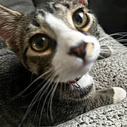 Keebler joined the competition — help win amazing prizes! cat, tabby, close_up, pet, whiskers, collar, curious, feline, indoor, blanket, texture, animal, cute, face, ears, lying_down, soft, domestic, fur, close