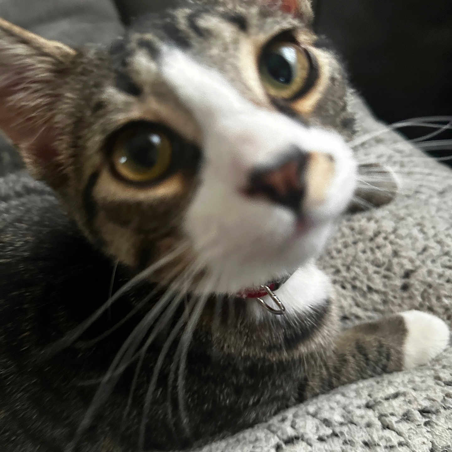 Keebler joined the competition — help win amazing prizes! animal, blanket, cat, close, close_up, collar, curious, cute, domestic, ears, face, feline, fur, indoor, lying_down, pet, soft, tabby, texture, whiskers