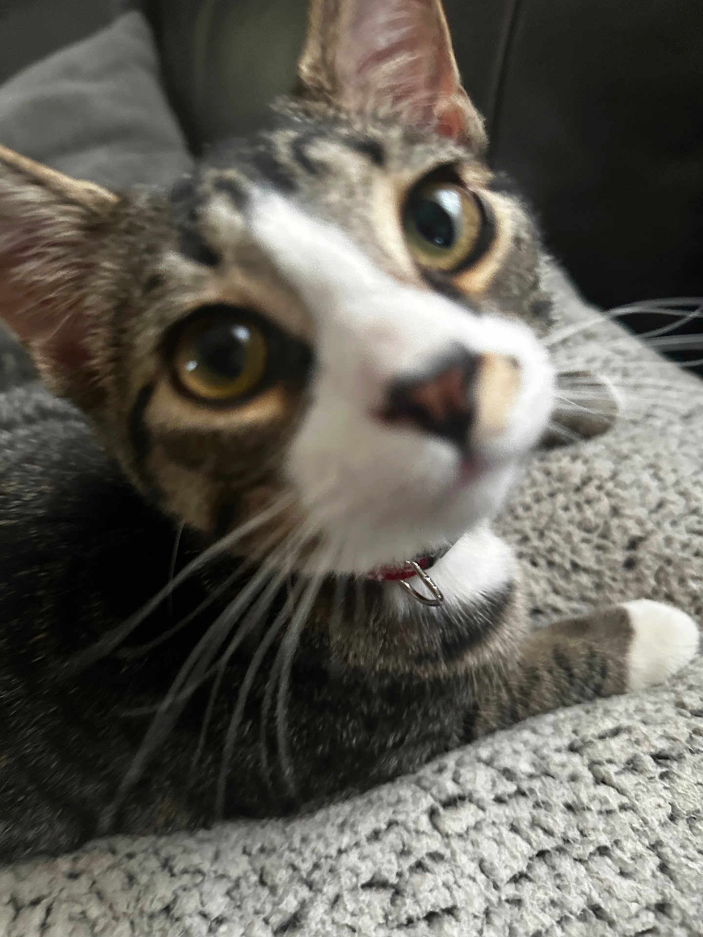 Keebler joined the competition — help win amazing prizes! cat, tabby, close_up, pet, whiskers, collar, curious, feline, indoor, blanket, texture, animal, cute, face, ears, lying_down, soft, domestic, fur, close
