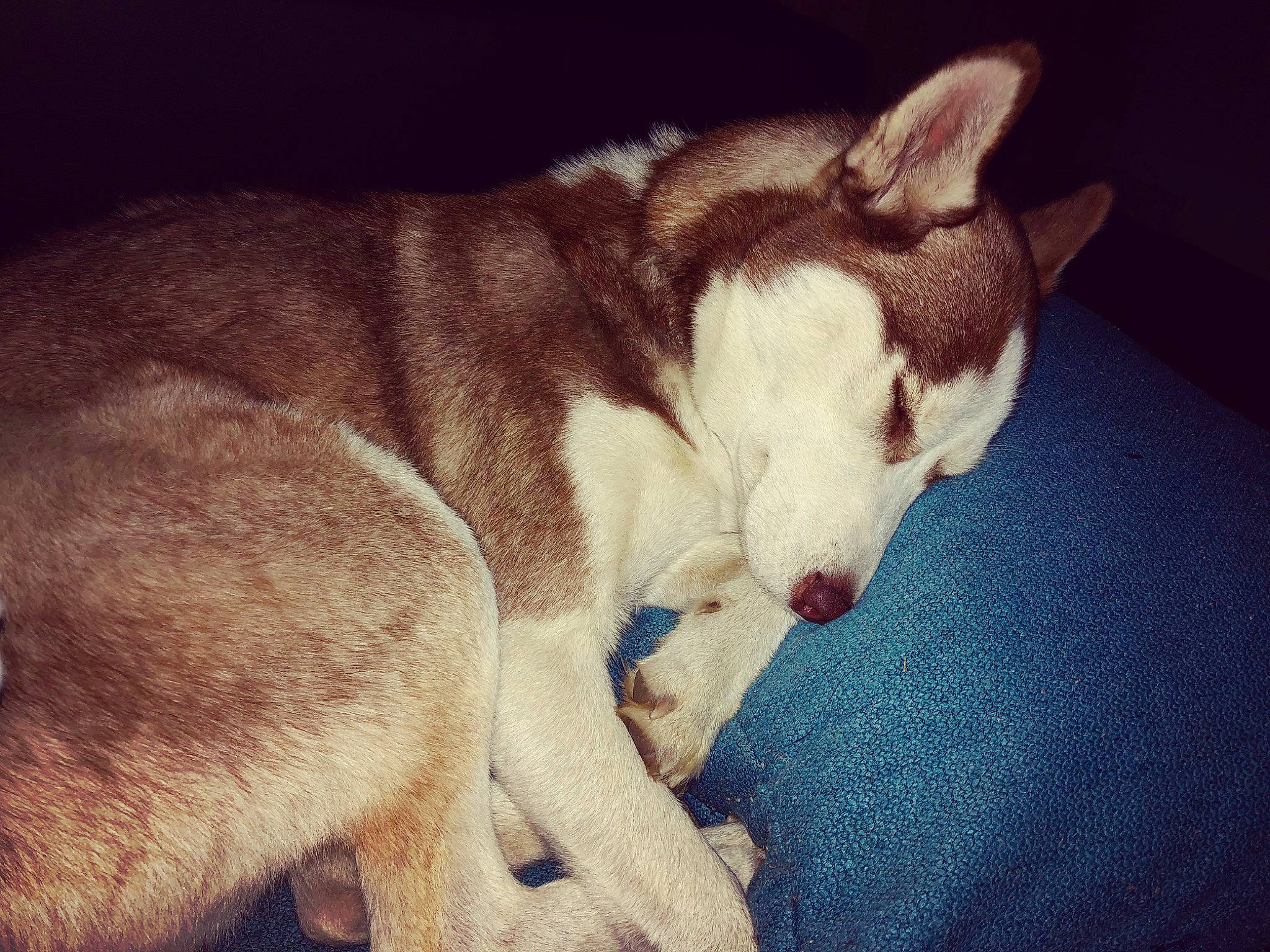 Ouchka participe au concours pour gagner de l'argent avec cette photo : canidae, carnivore, cat, dog_breed, ear, eye, fawn, felidae, fur, mammal, nap, singapura, small_to_medium_sized_cats, snout, tail, vertebrate, whiskers