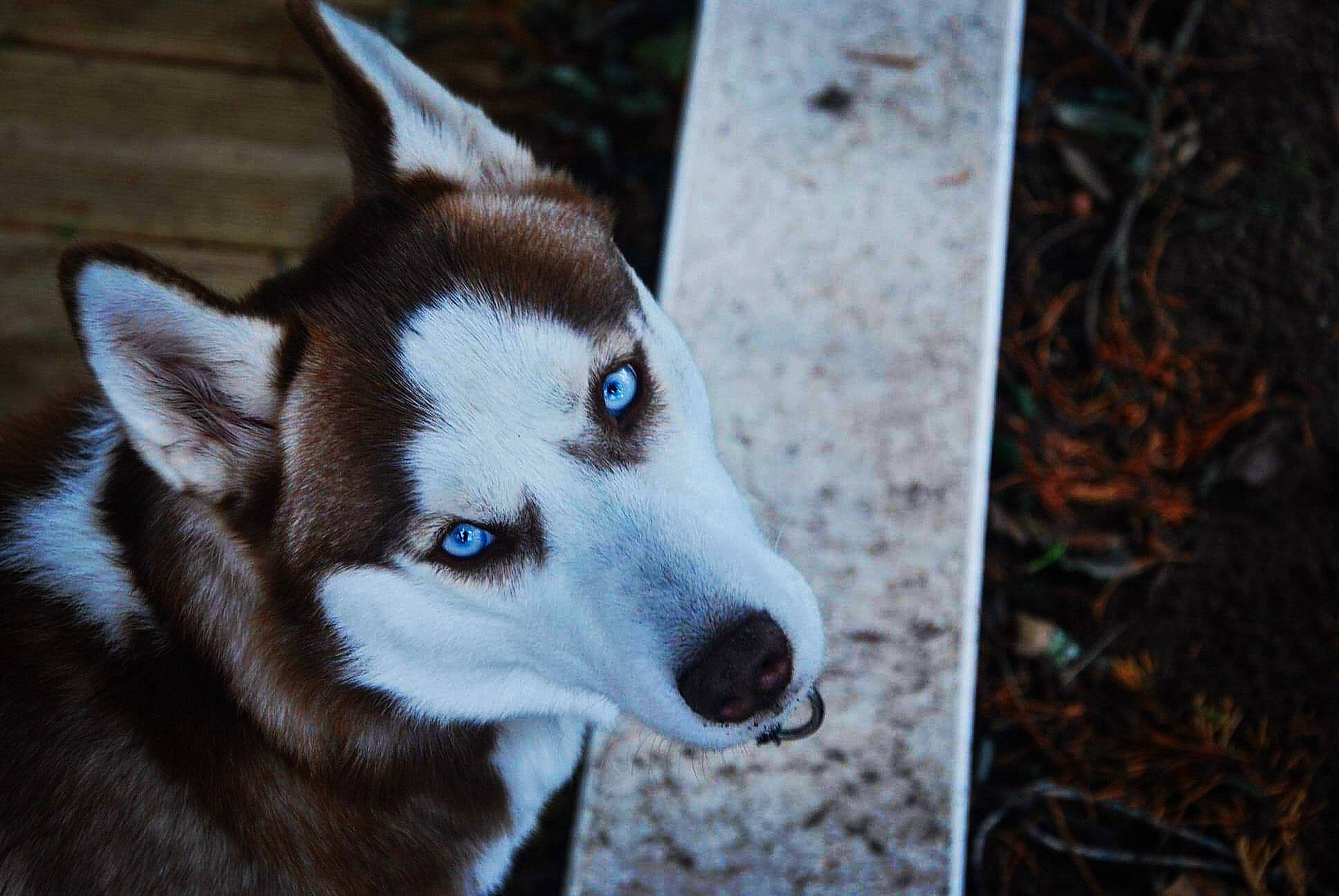 Ouchka a rejoint le concours — aidez-le/la à gagner de superbes lots ! alaskan_klee_kai, alaskan_malamute, canidae, carnivore, dog, dog_breed, east_siberian_laika, mammal, miniature_siberian_husky, northern_inuit_dog, nose, rare_breed_dog, sakhalin_husky, seppala_siberian_sleddog, siberian_husky, sled_dog, snout, sporting_group, vertebrate, whiskers