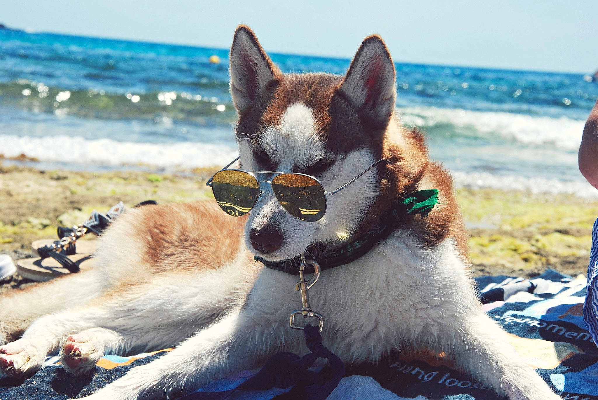 Ouchka participe au concours pour gagner de l'argent avec cette photo : akita, beach, canidae, carnivore, dog, dog_breed, east_siberian_laika, eyewear, glasses, greenland_dog, mammal, northern_inuit_dog, norwegian_lundehund, rat_terrier, sand, siberian_husky, smooth_fox_terrier, sunglasses, thai_bangkaew_dog, vacation