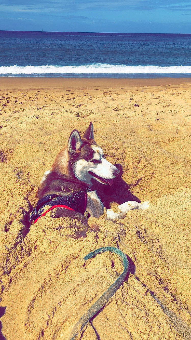 Ouchka a rejoint le concours — aidez-le/la à gagner de superbes lots ! alaskan_malamute, beach, canidae, canis, carnivore, dog, dog_breed, fawn, greenland_dog, non_sporting_group, northern_inuit_dog, ocean, sand, sea, siberian_husky, spitz, summer, vacation, wolfdog