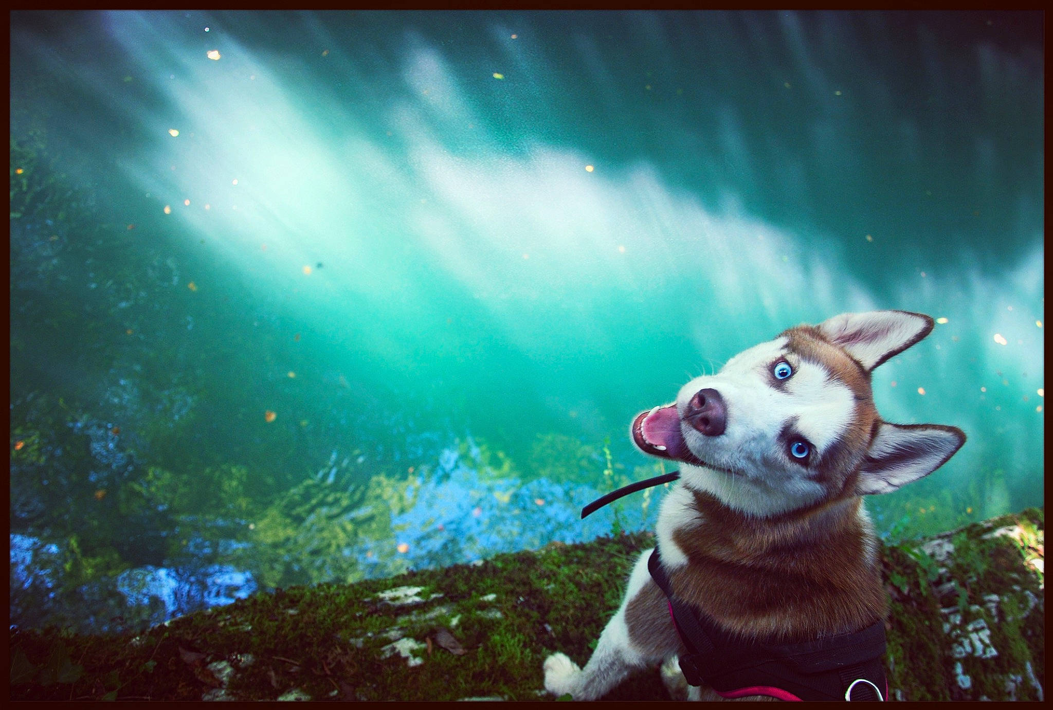 Ouchka participe au concours pour gagner de l'argent avec cette photo : alaskan_malamute, canidae, carnivore, dog, dog_breed, fawn, illustration, pembroke_welsh_corgi, siberian_husky, sled_dog, snout