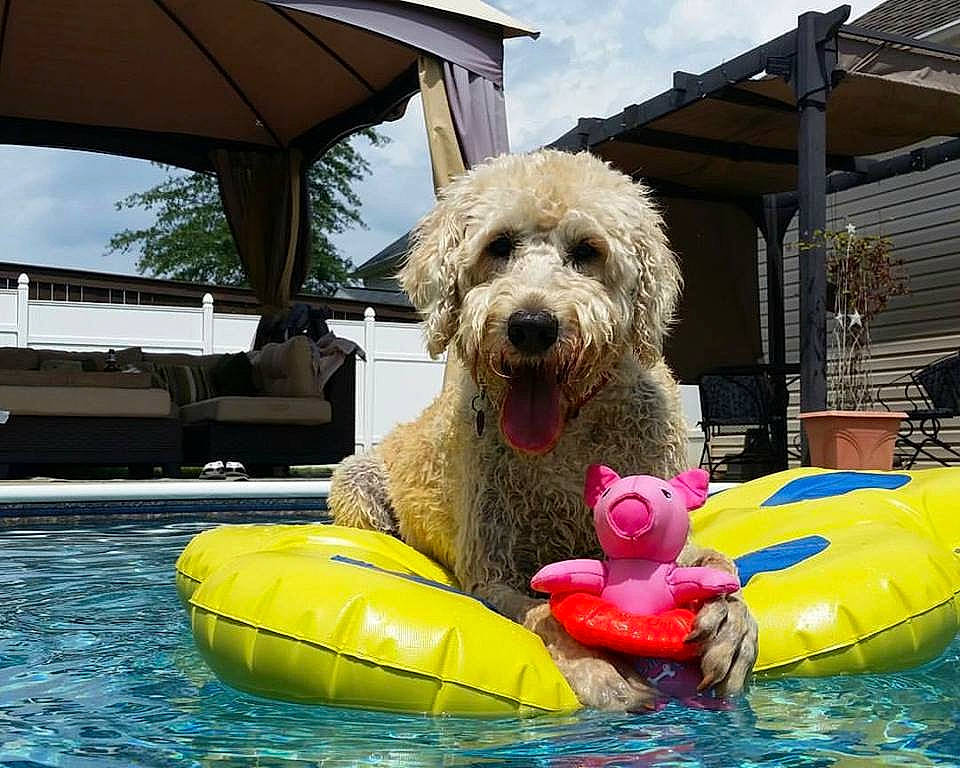 Bama is registered to the contest to win money with this photo: bathing, boats_and_boating_equipment_and_supplies, canidae, carnivore, cloud, companion_dog, dog, dog_breed, fun, grass, inflatable, leisure, personal_protective_equipment, recreation, sky, sporting_group, summer, toy, water, working_animal