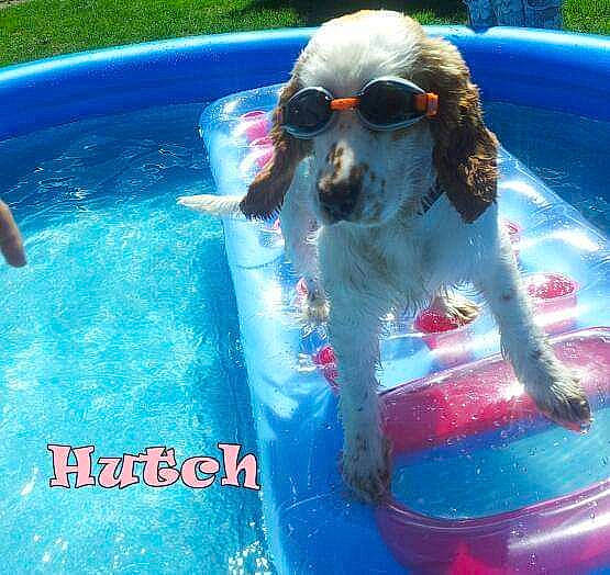Hutch
